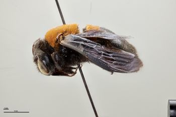 Media type: image;   Entomology 810669 Aspect: habitus lateral view